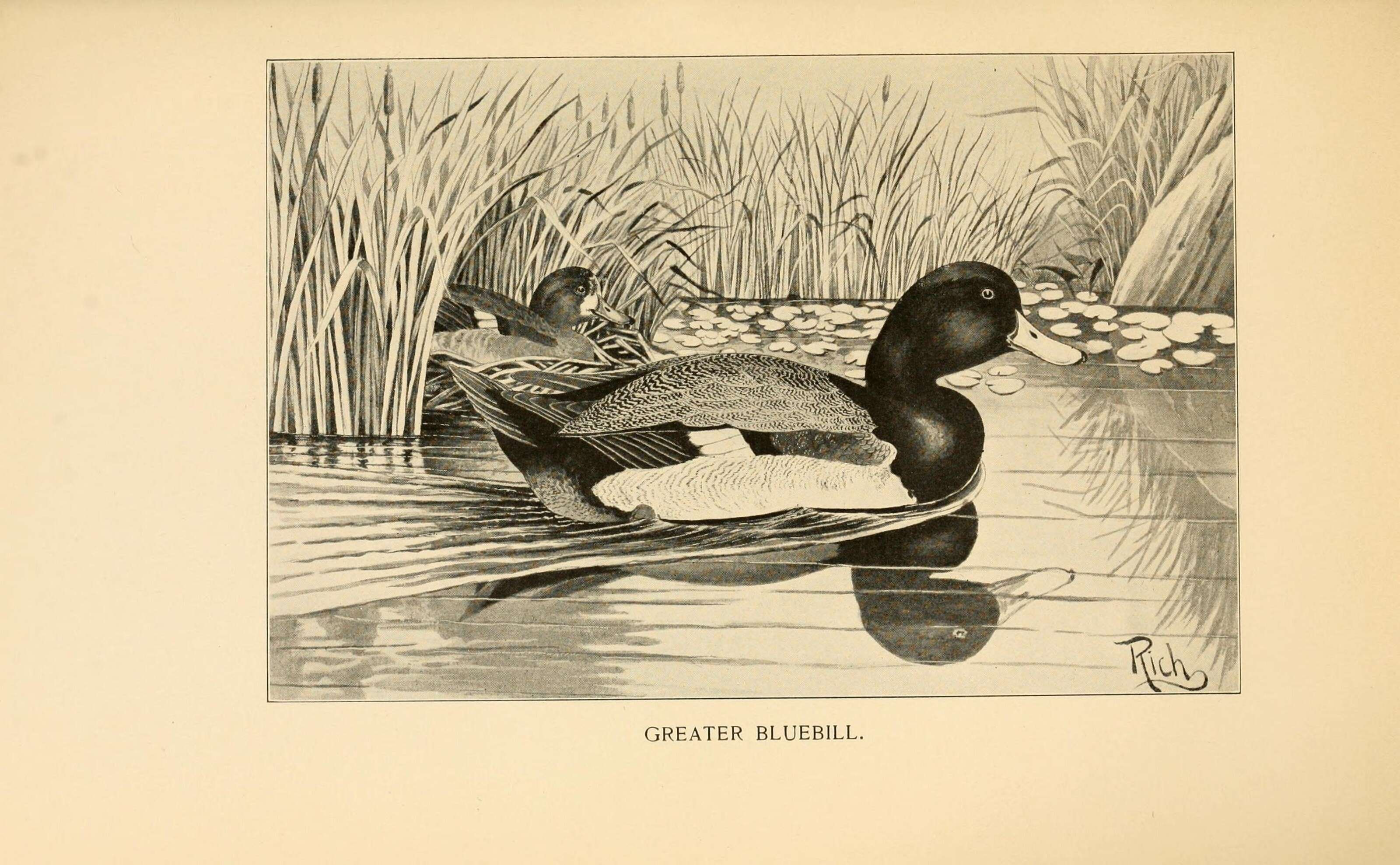 Image of Greater Scaup