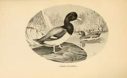 Image of Lesser Scaup