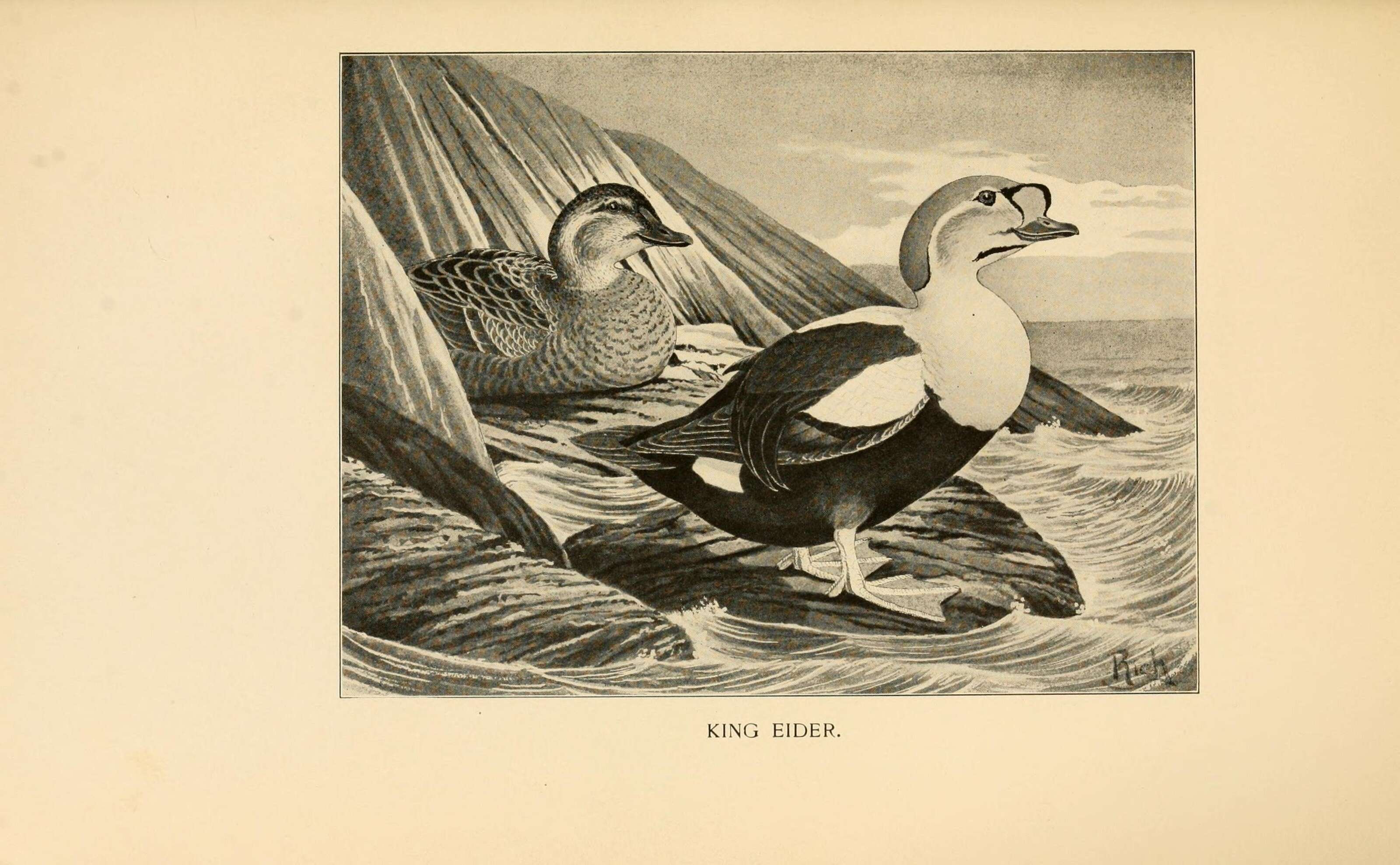 Image of King Eider