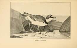 Слика од Charadrius wilsonia Ord 1814