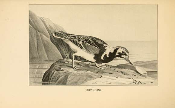 Image of Ruddy Turnstone