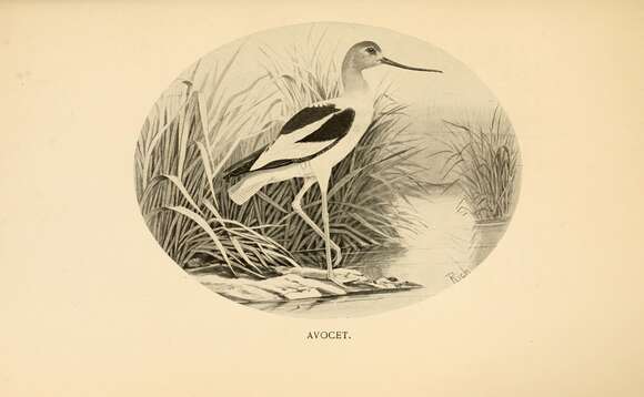 Image of Recurvirostra Linnaeus 1758