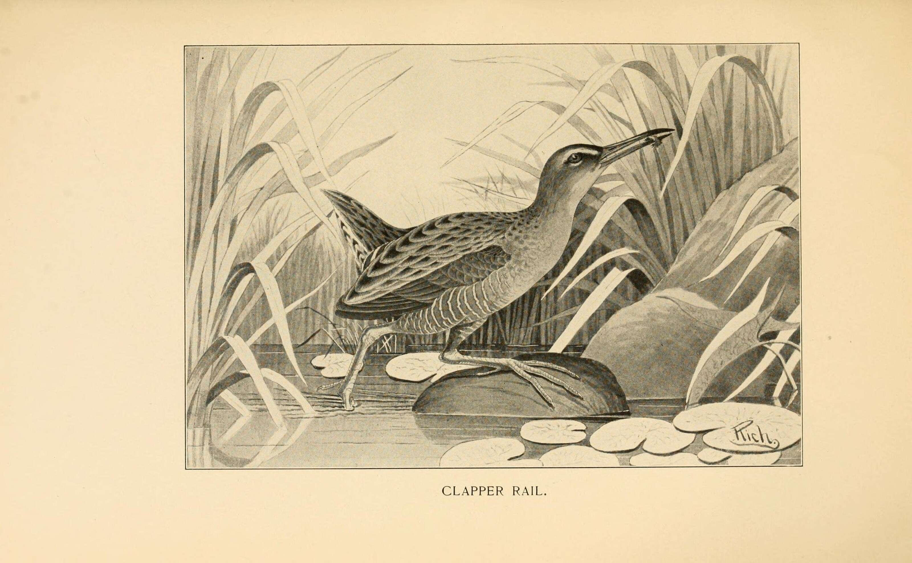 Image of Mangrove Rail