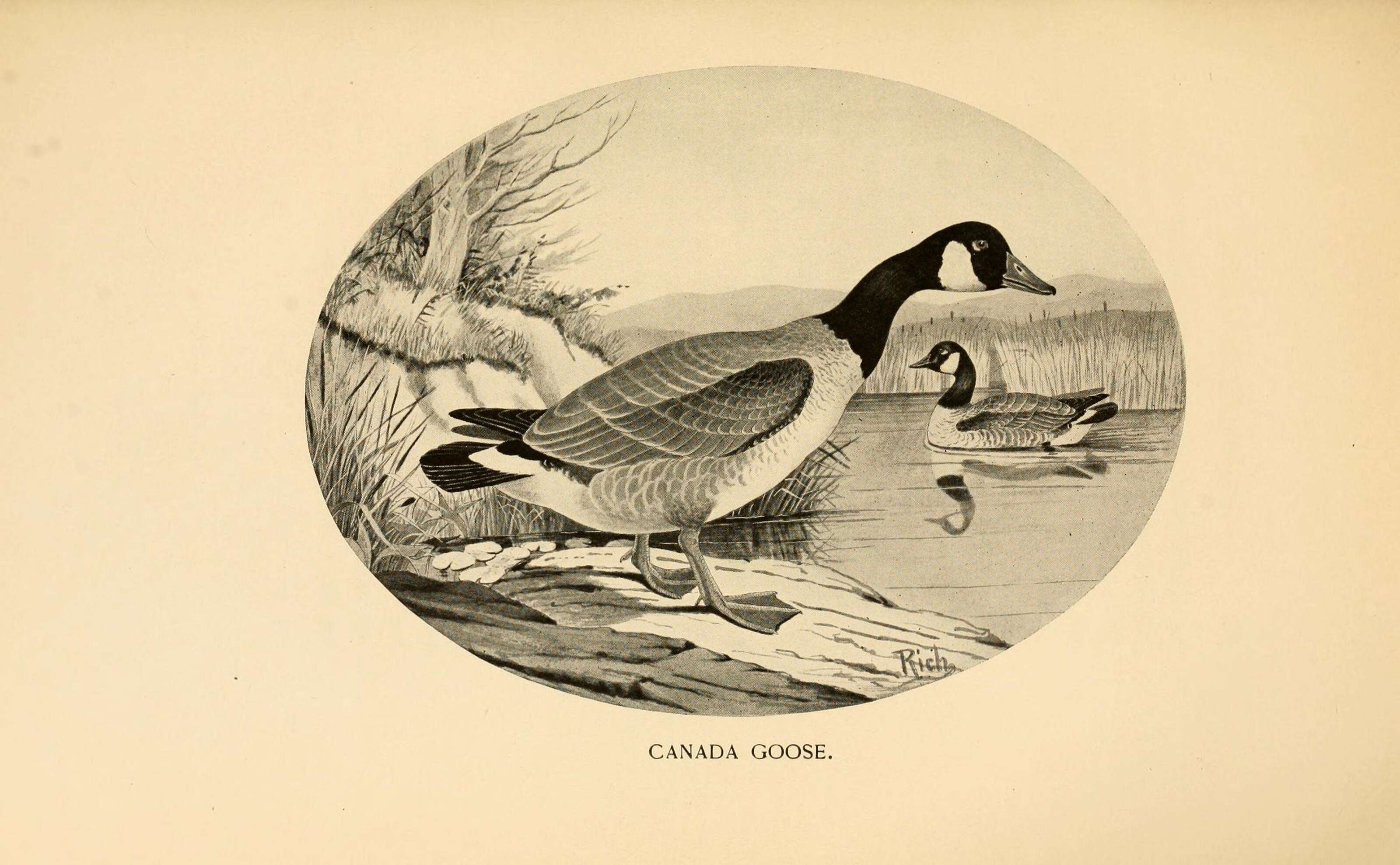 Image of Hawaiian goose