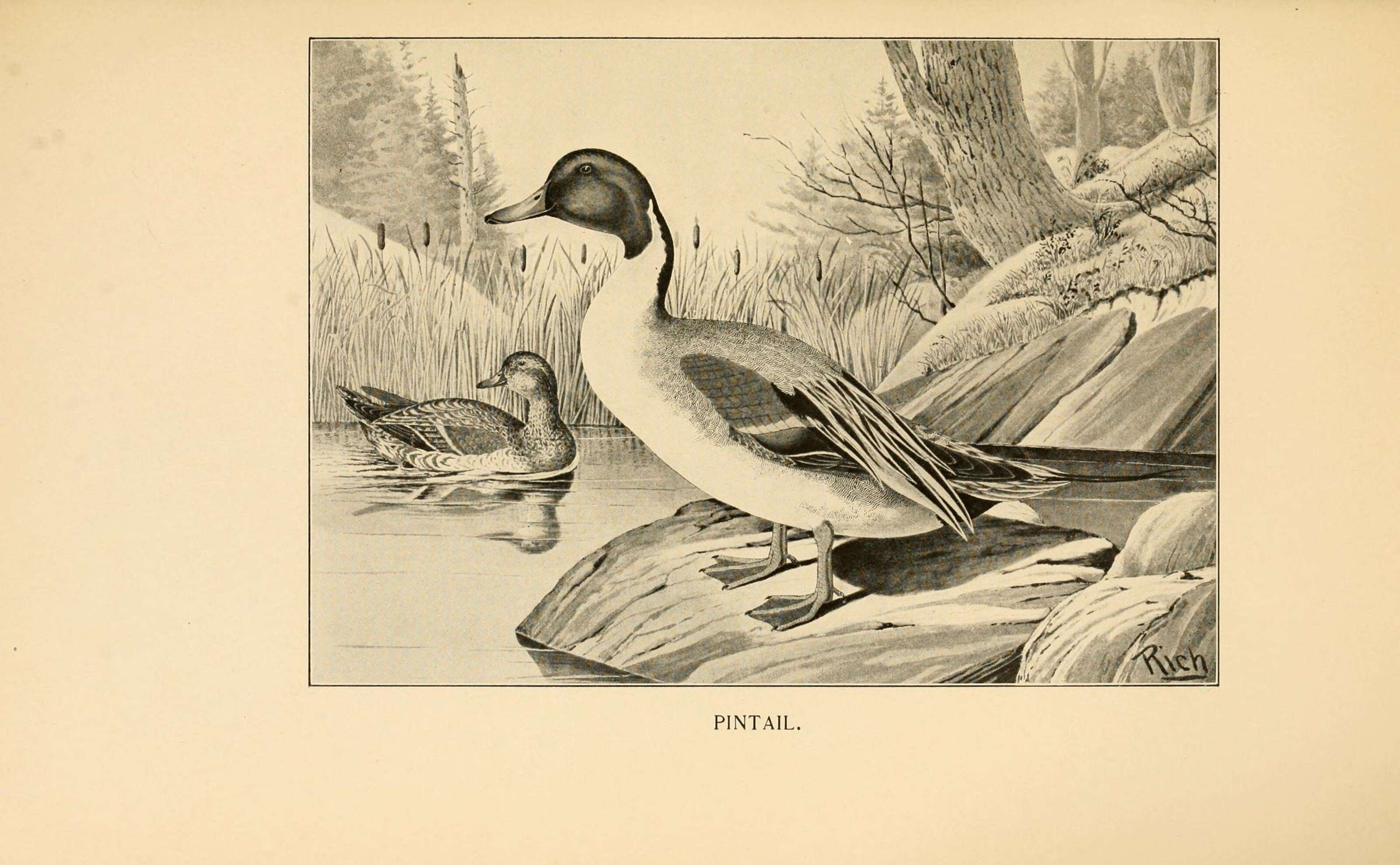 Image of pintail, northern pintail