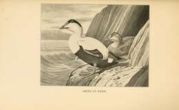 Image of Eider