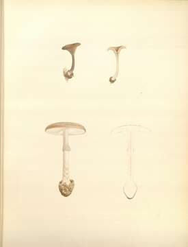 Image of Amanita porphyria Alb. & Schwein. 1805