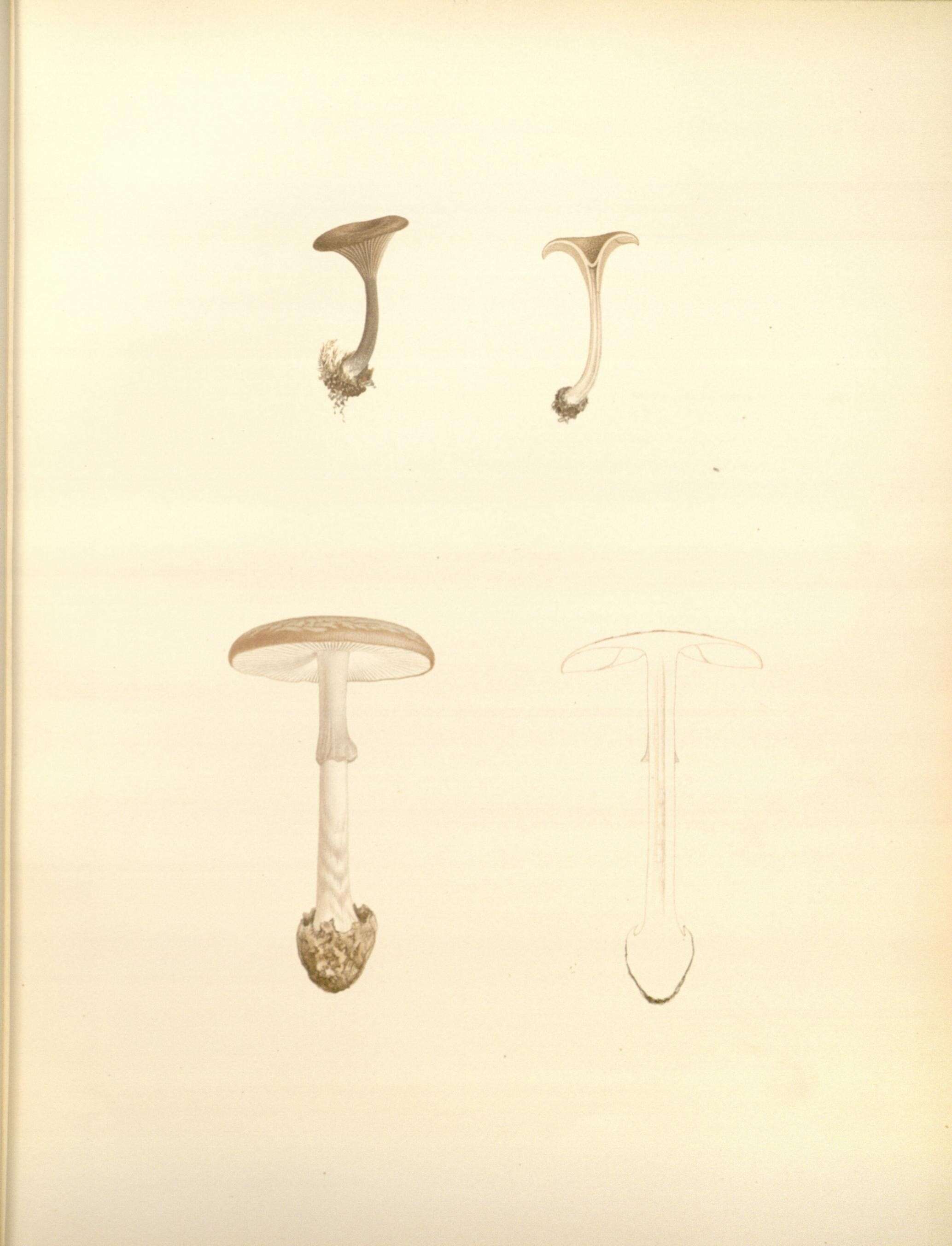 Imagem de Amanita porphyria Alb. & Schwein. 1805