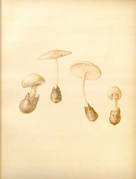 Image of Volvate amanita