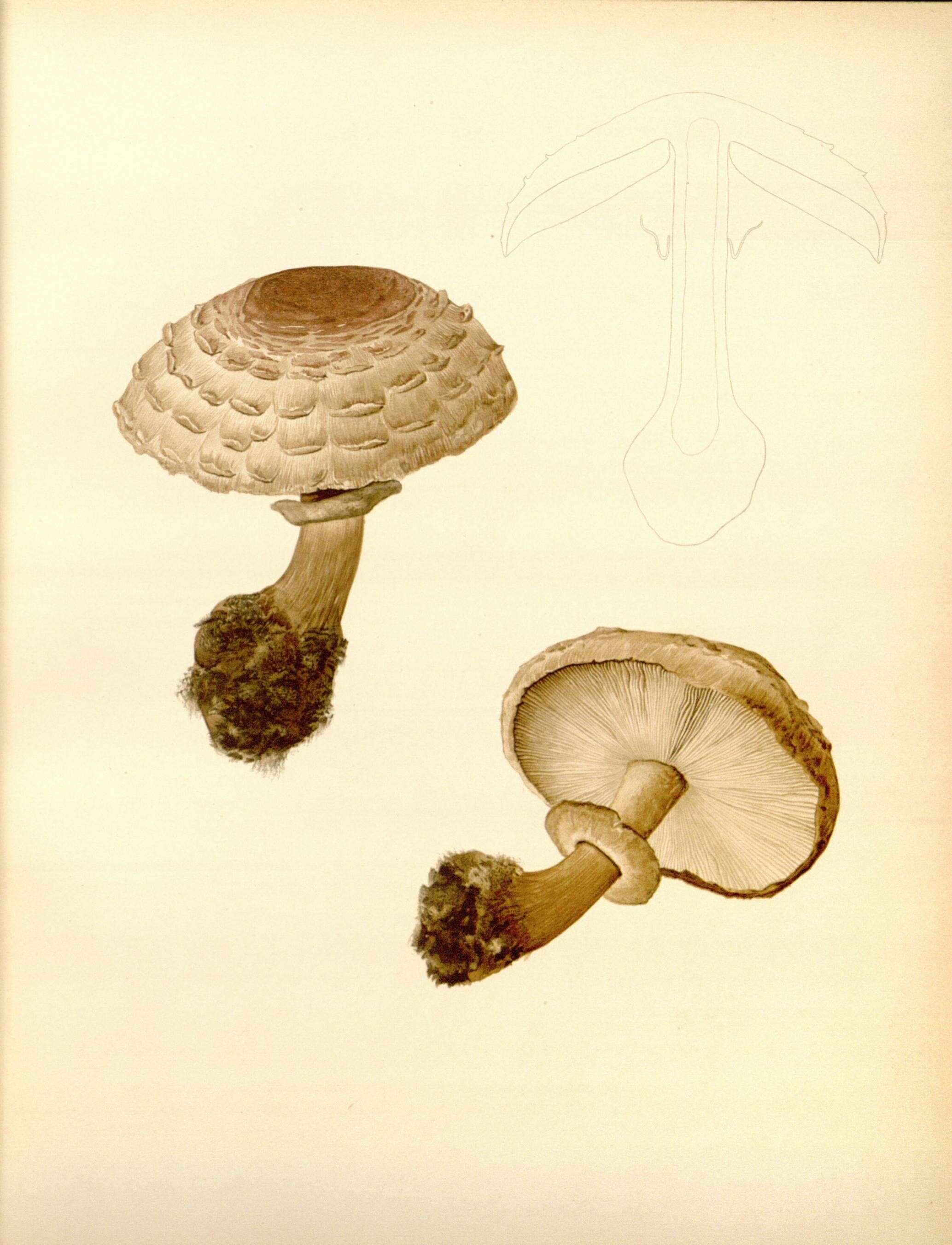 Image of Chlorophyllum brunneum (Farl. & Burt) Vellinga 2002