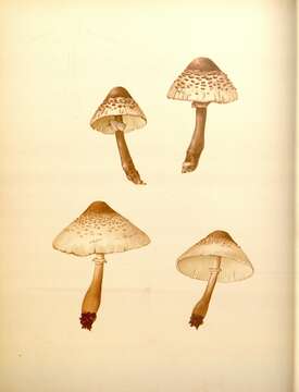 Image of Leucoagaricus americanus (Peck) Vellinga 2000