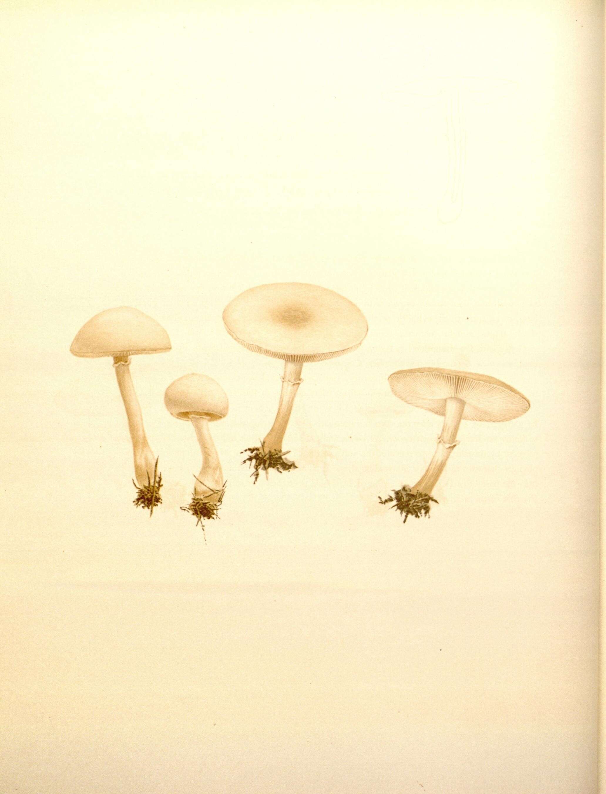 Image of Leucoagaricus leucothites (Vittad.) Wasser 1977