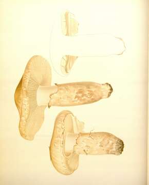 Image of White Matsutake