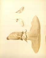 Image de Catathelasma imperiale (P. Karst.) Singer 1940