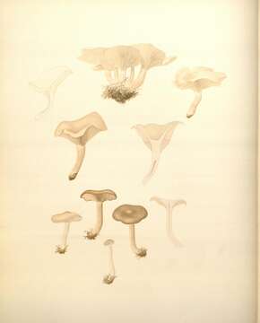 Image of Clitocybe morbifera Peck 1898