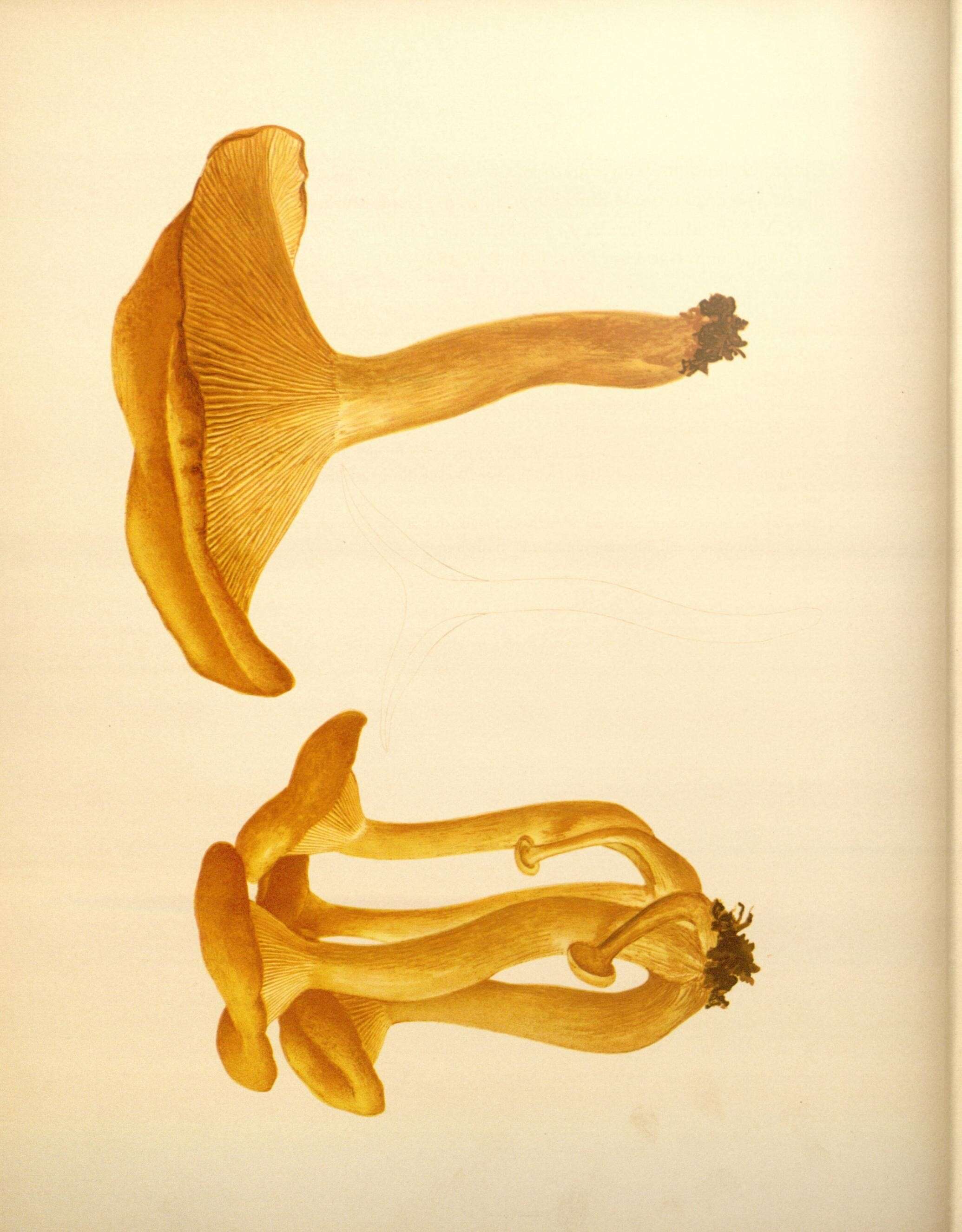 Image of Omphalotus illudens (Schwein.) Bresinsky & Besl 1979