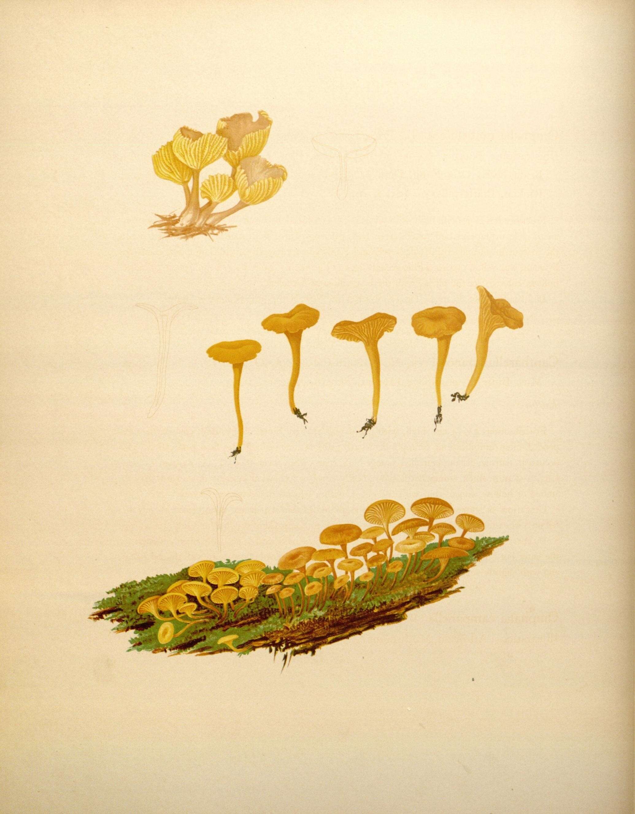 Image of Cantharellus minor Peck 1872