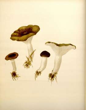 Image of Hygrophorus fuligineus Frost 1884