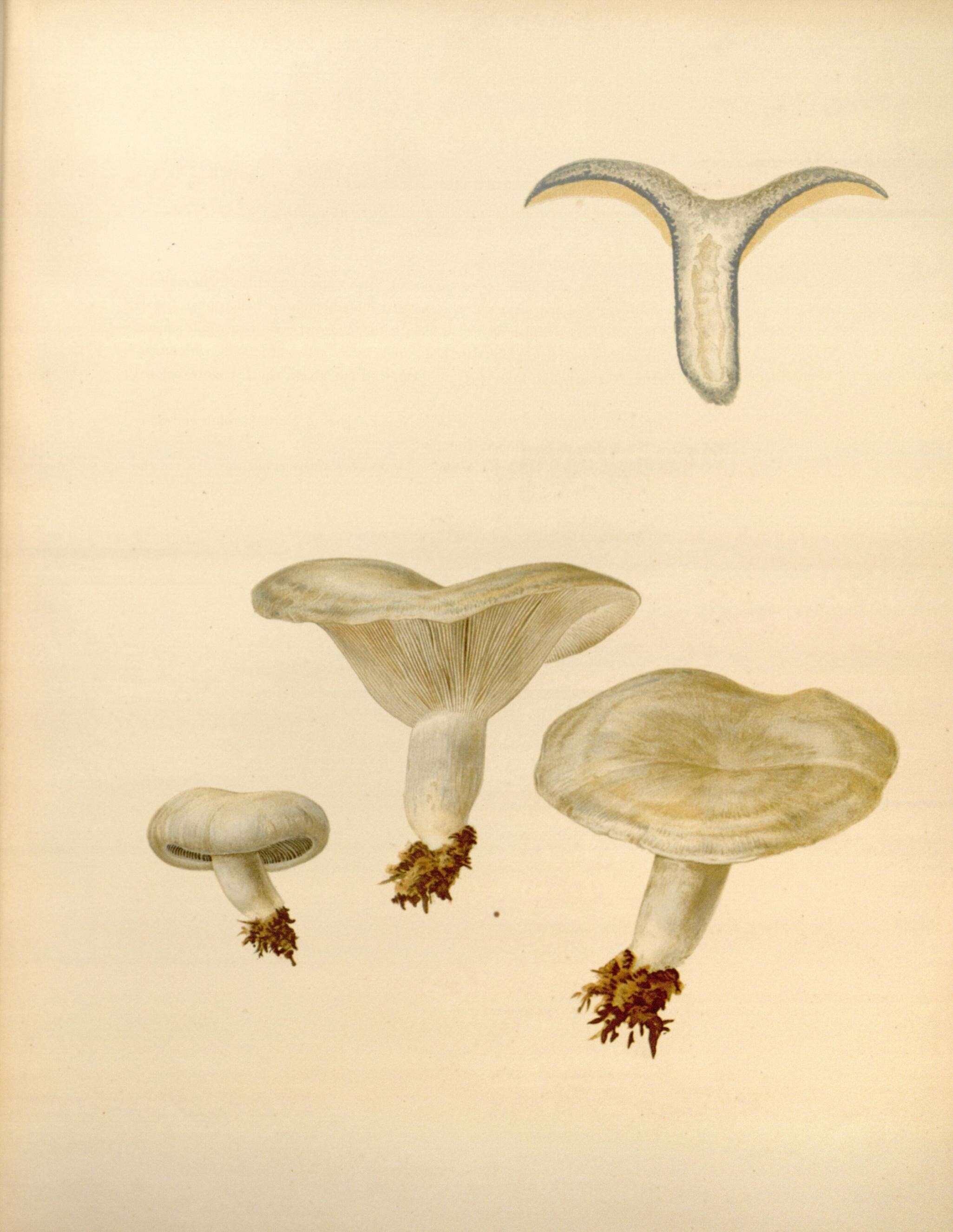 Image de Lactarius indigo (Schwein.) Fr. 1838