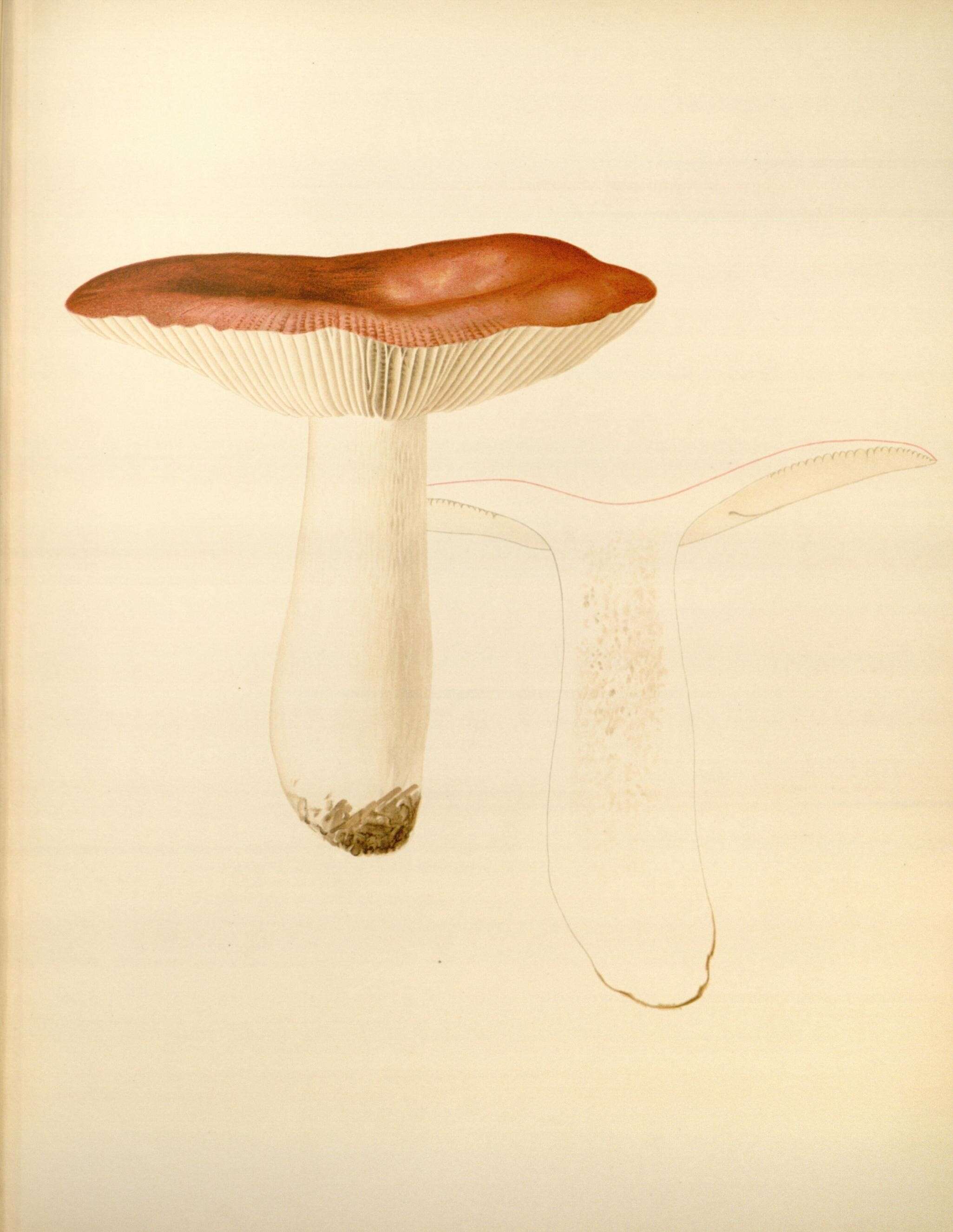 Image of Russula atropurpurea (Krombh.) Britzelm. 1893