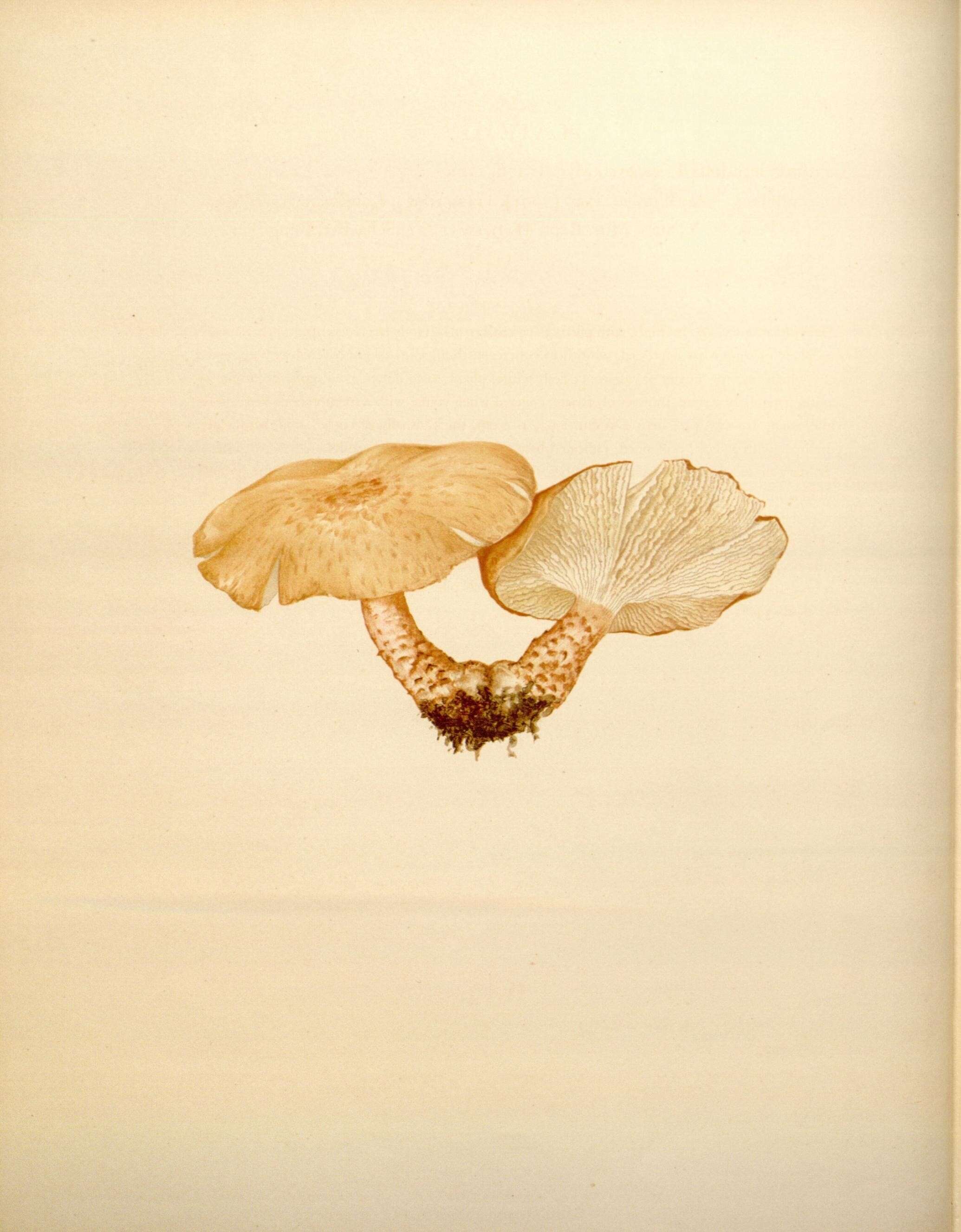 Image de Neolentinus lepideus (Fr.) Redhead & Ginns 1985