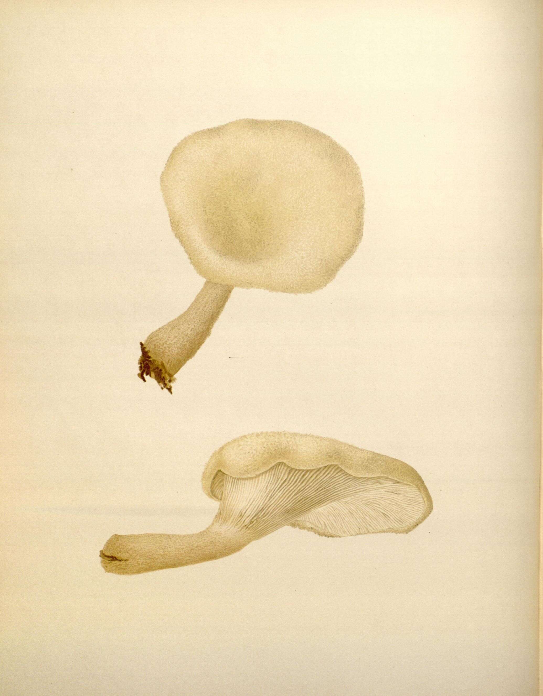 Image de Lentinus levis (Berk. & M. A. Curtis) Murrill 1915