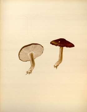 Image de Pluteus umbrosus (Pers.) P. Kumm. 1871