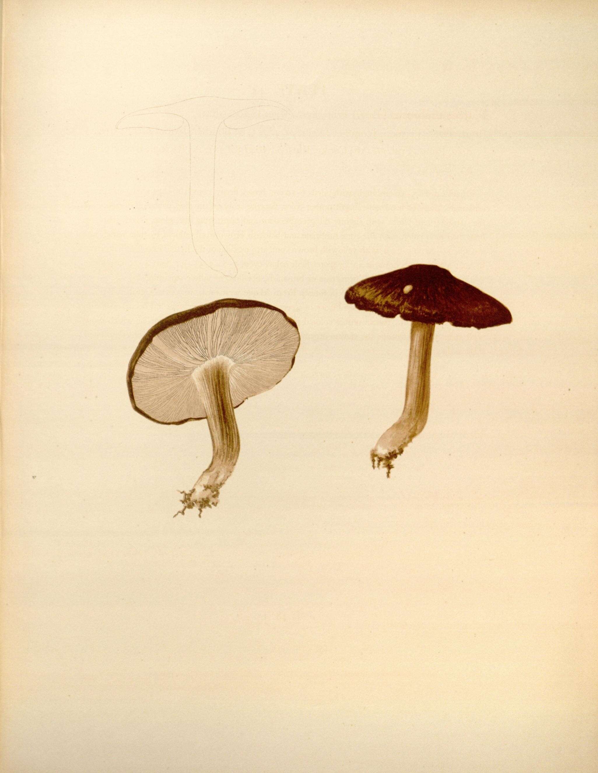 Image of Pluteus umbrosus (Pers.) P. Kumm. 1871