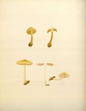 Image of Lemon-yellow Pholiota