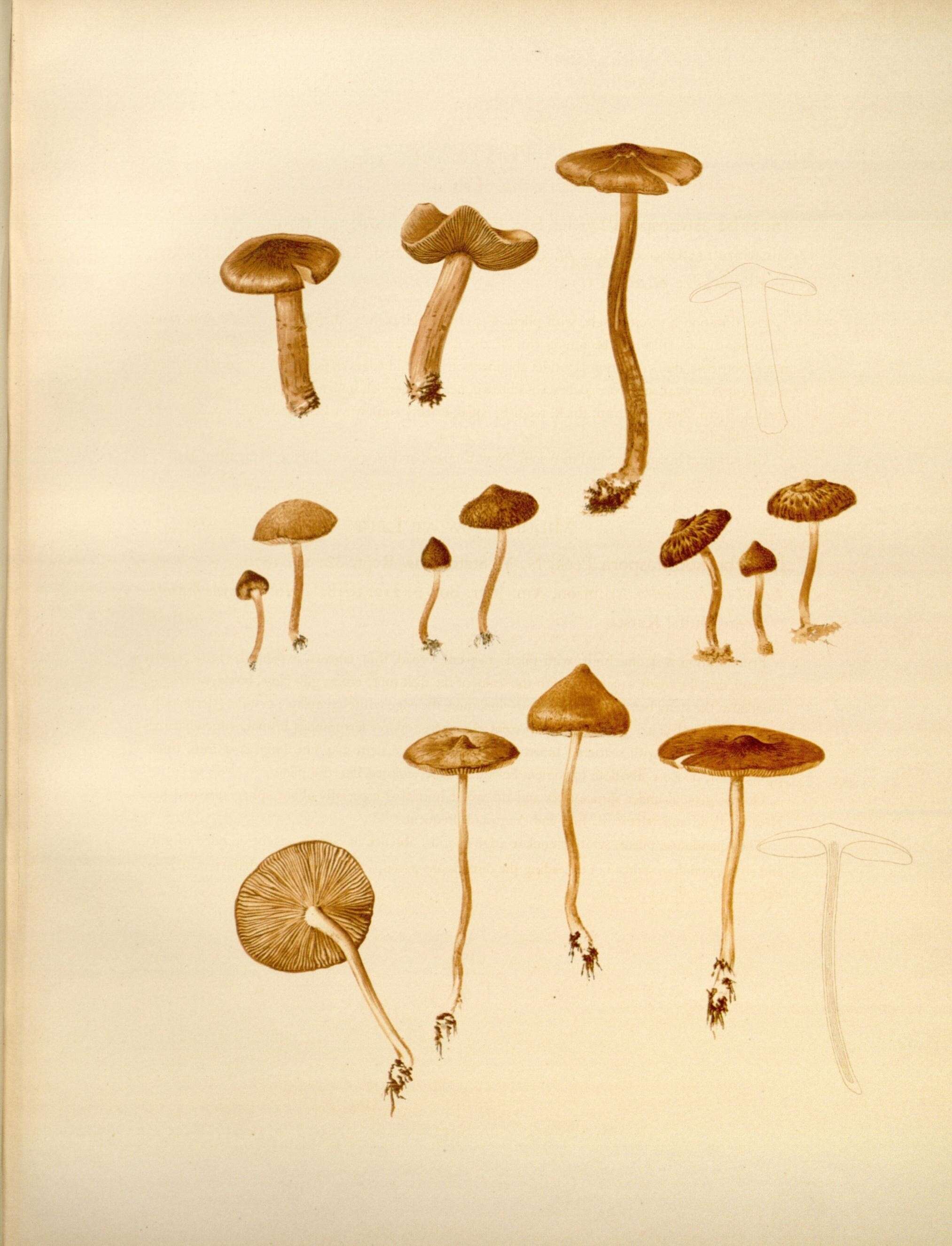 Image of Inocybe asterospora Quél. 1880