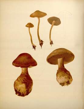 Image of Cortinarius squamulosus Peck 1872