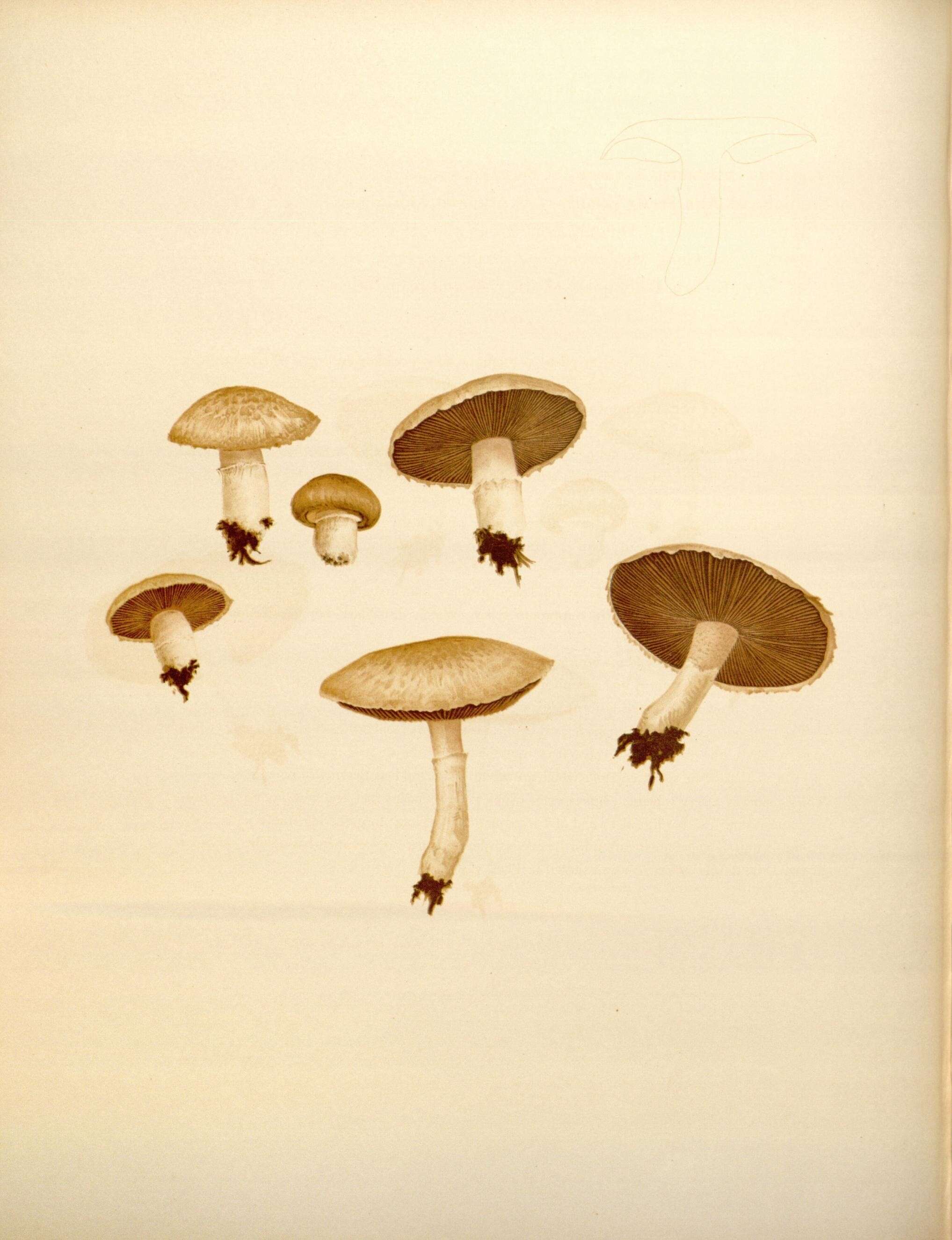 Image of Field Mushroom