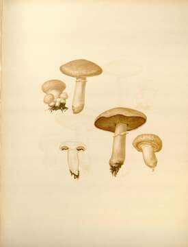 Image of Field Mushroom