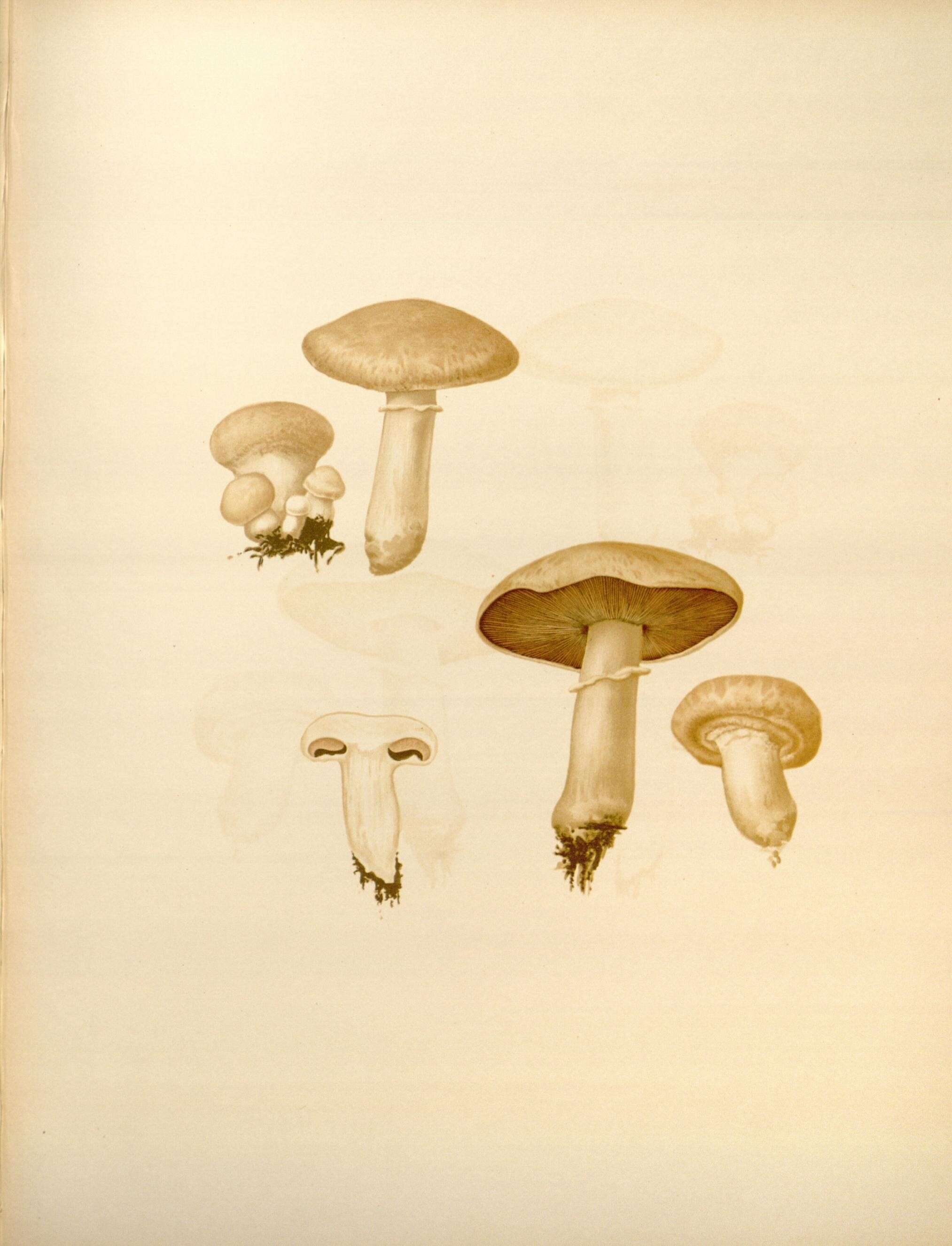 Image of Field Mushroom