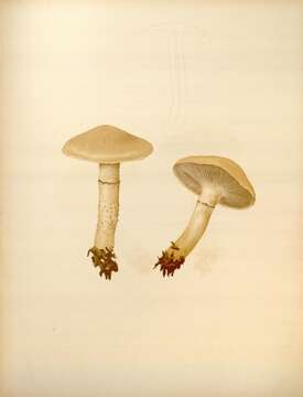 Image of Stropharia subcaperata