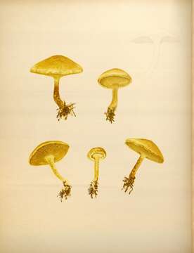 Image de Suillus americanus (Peck) Snell 1944