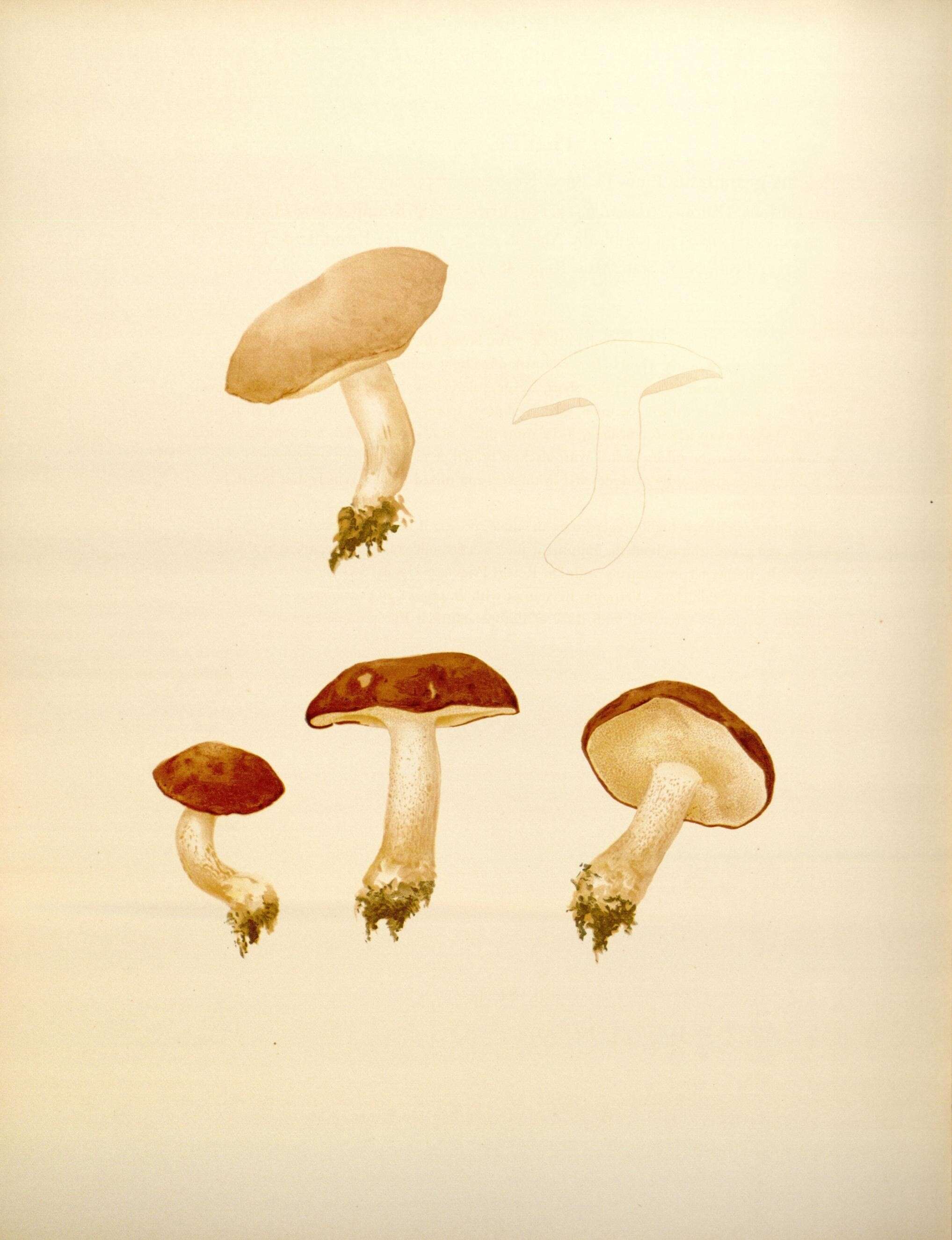 Image of Suillus granulatus (L.) Roussel 1796