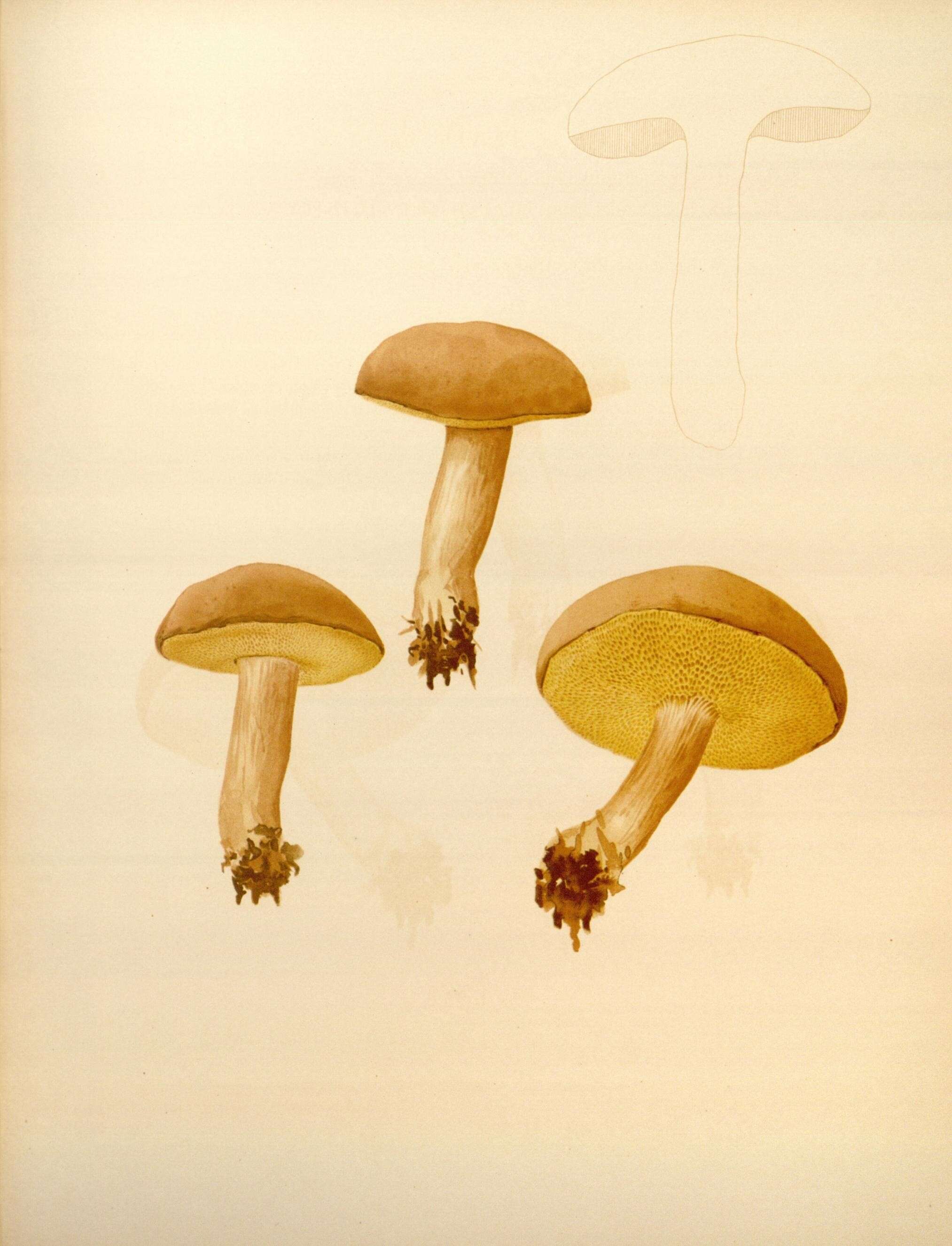 Image of Boletus subtomentosus L. 1753