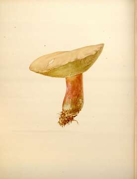 Sivun Boletus speciosus Frost 1874 kuva