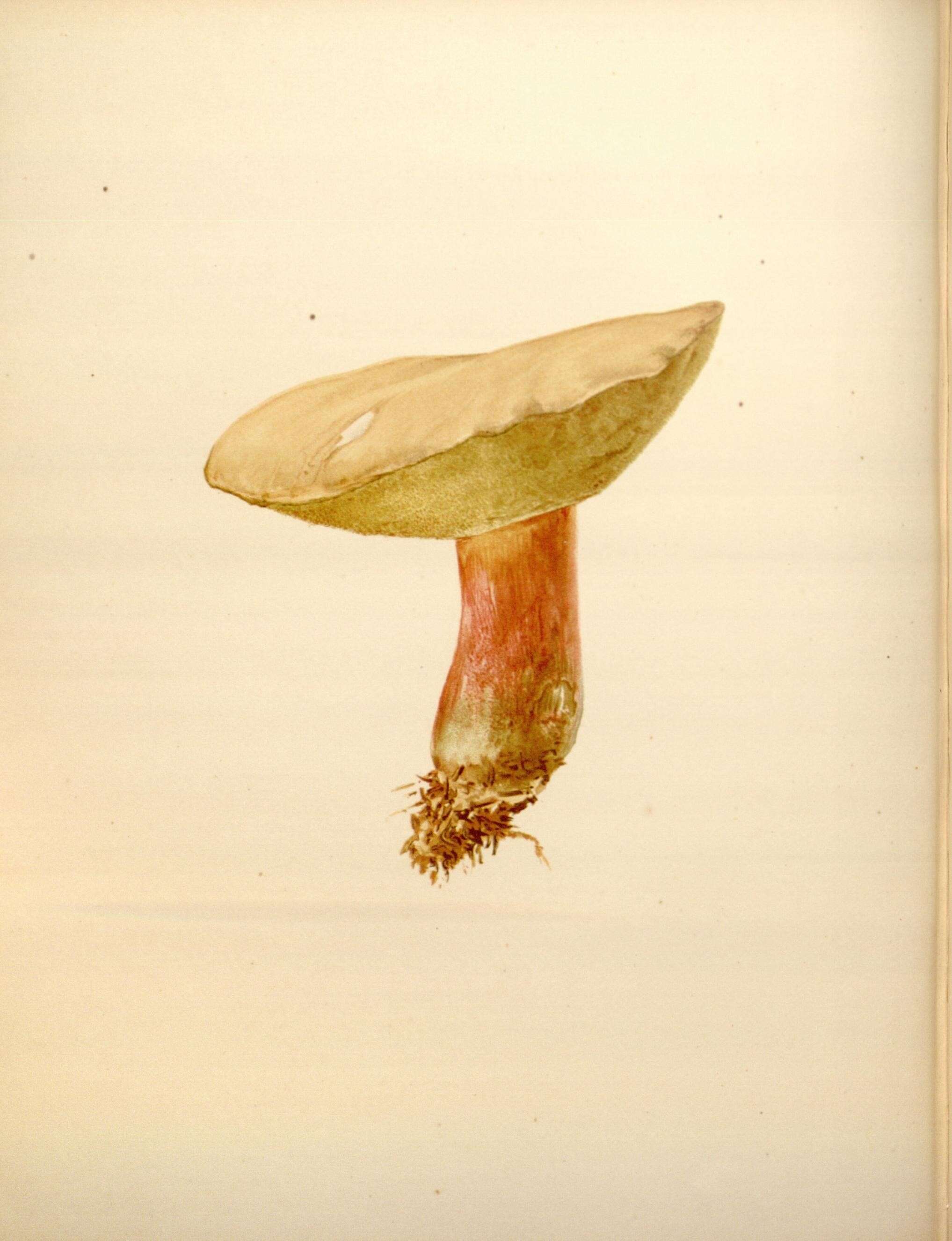 Image of Boletus speciosus Frost 1874