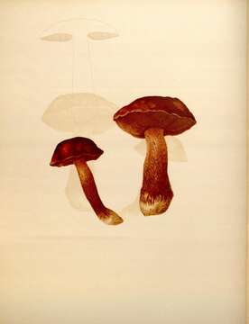 Image of Butyriboletus frostii (J. L. Russell) G. Wu, Kuan Zhao & Zhu L. Yang 2016