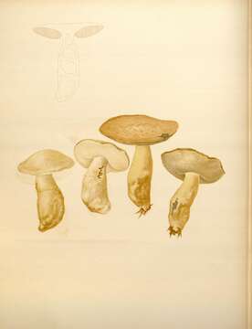 Imagem de Gyroporus cyanescens (Bull.) Quél. 1886