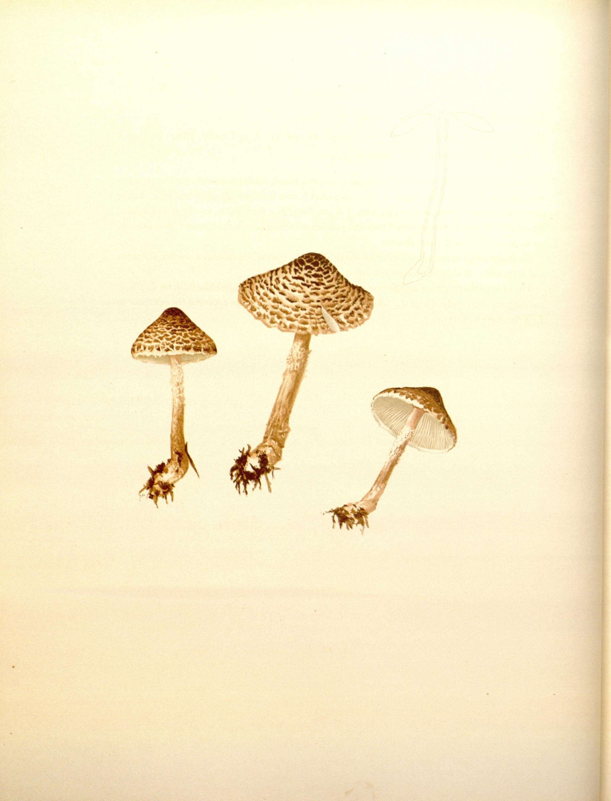 Слика од Lepiota felina (Pers.) P. Karst. 1879