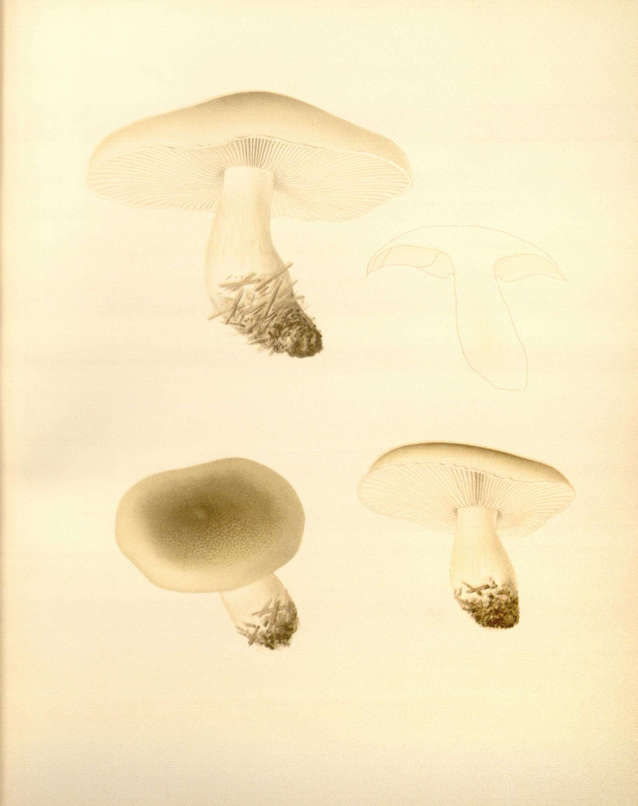 Image de Tricholoma oliveum Farl. & Burt 1929