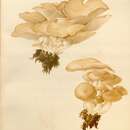 Image of Clitocybe multiceps Peck 1890