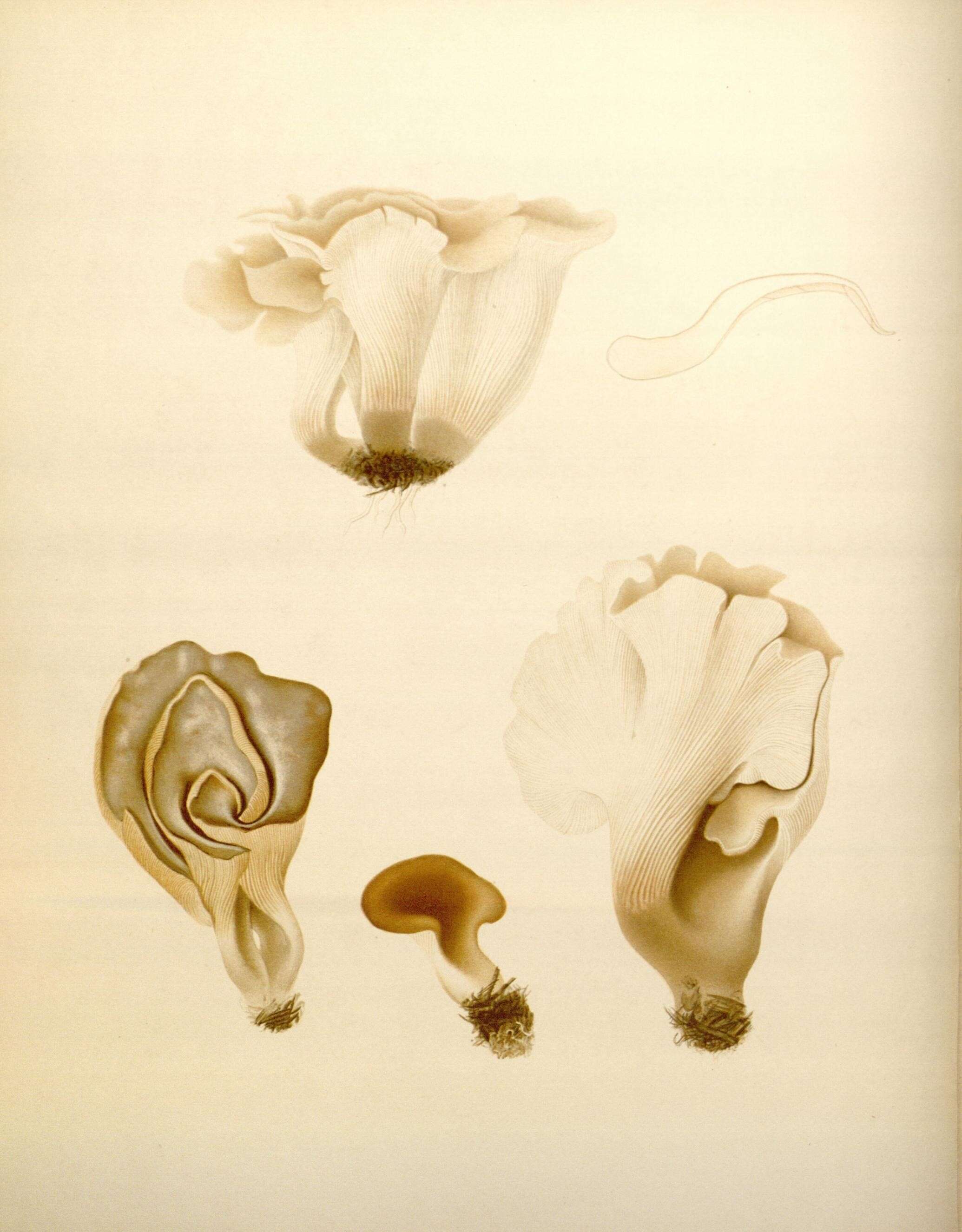 Image of Hohenbuehelia petaloides (Bull.) Schulzer 1866