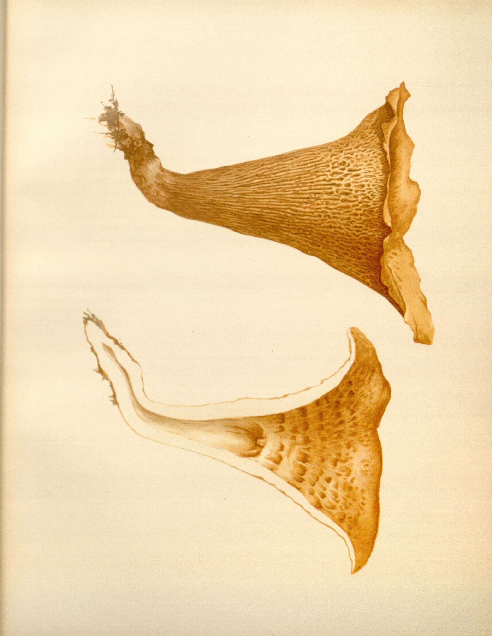 Image de Turbinellus floccosus (Schwein.) Earle ex Giachini & Castellano 2011