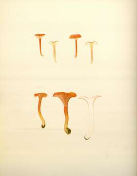 Image of Cantharellus cinnabarinus (Schwein.) Schwein. 1832