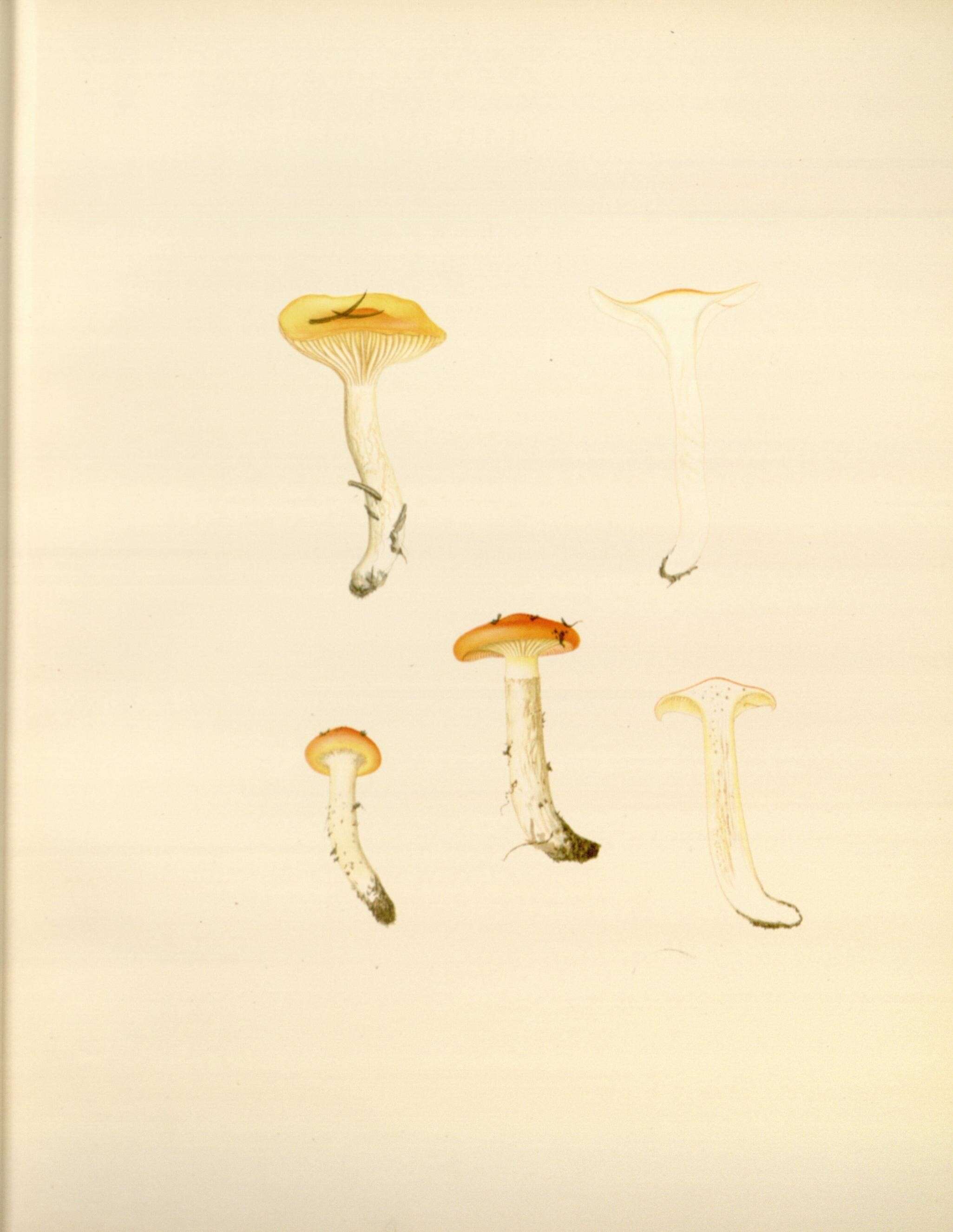Sivun Hygrophorus speciosus Peck 1878 kuva