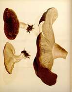 Image de Lactarius turpis (Weinm.) Fr. 1838